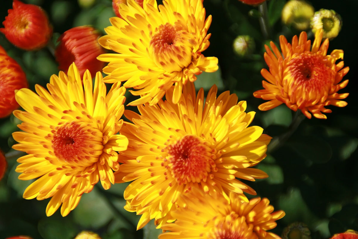 Close-up of a golden chrysanthemum flower