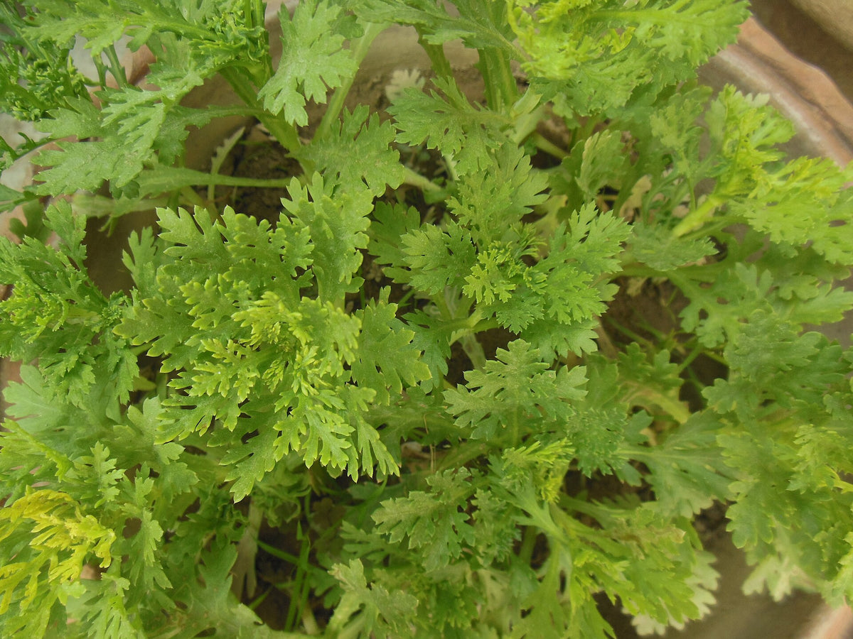 Chrysanthemum plant leaves in late-season growth, the fall herb behind this immune-support tea ritual