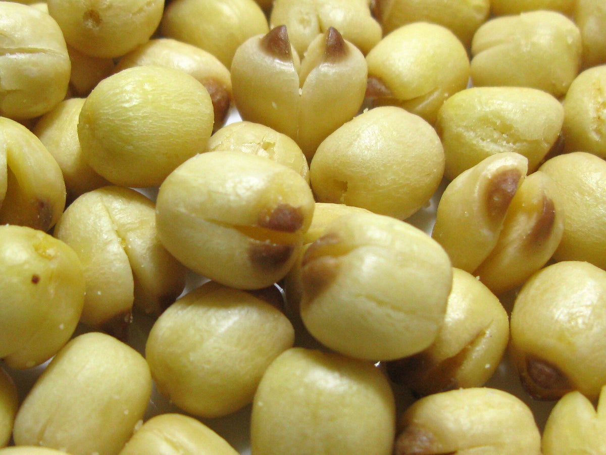 Dried lotus seeds, illustrating how lotus plant material dries and changes over time