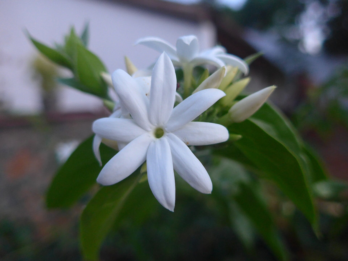 Blooming jasmine flower, the aromatic source behind jasmine tea's calming reputation