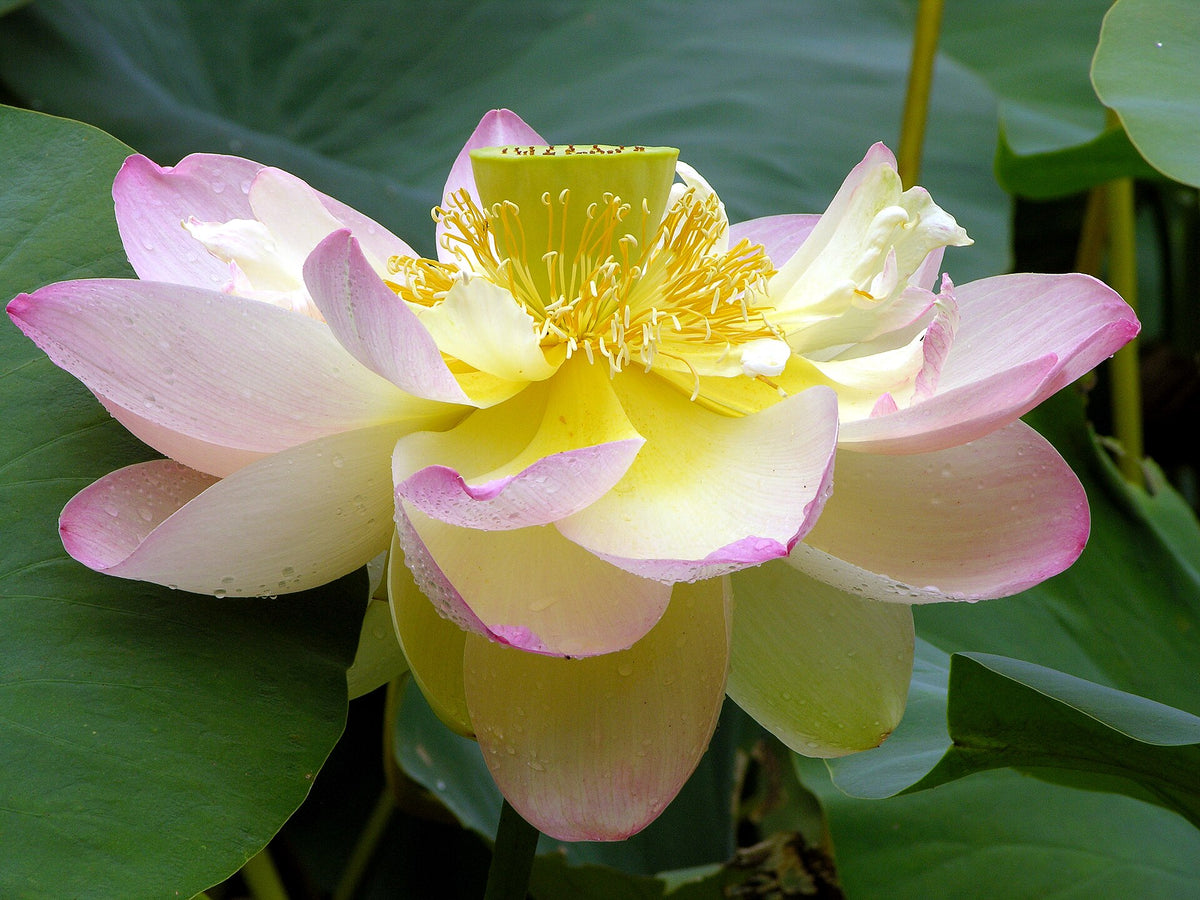 A large blooming Nelumbo nucifera lotus flower, the plant behind lotus tea's digestion research