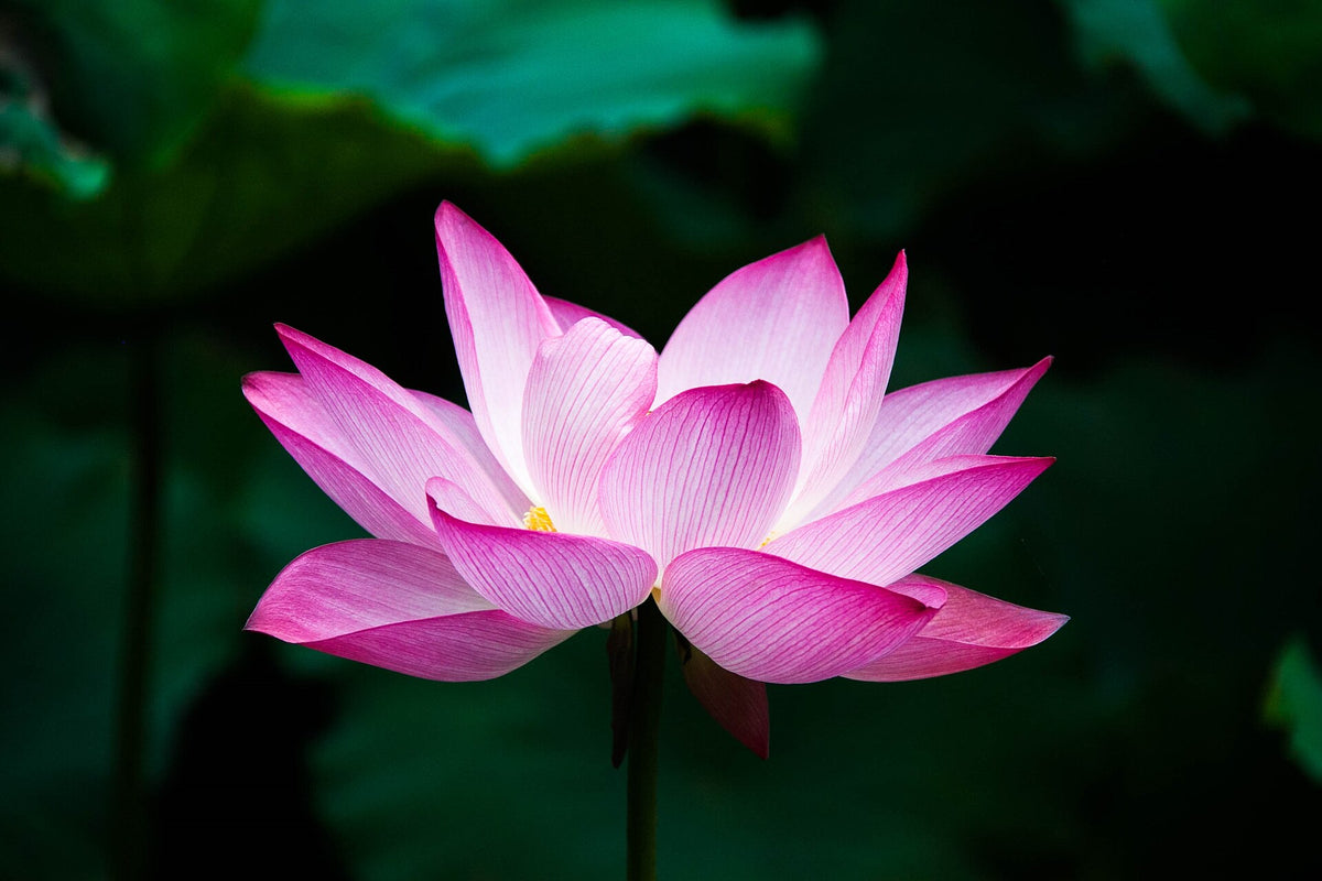 Close-up of a pink lotus flower in bloom used to make lotus tea
