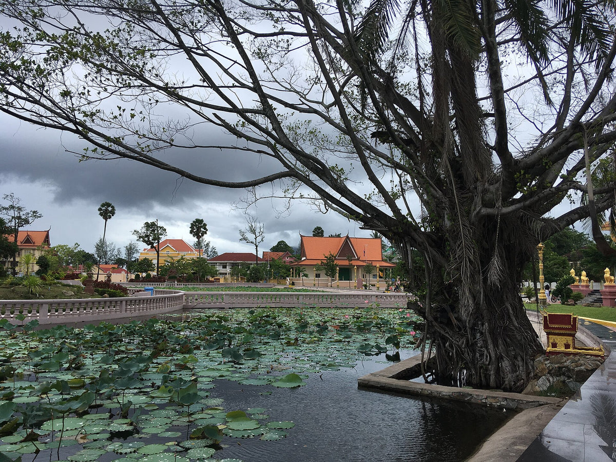A pond full of blooming lotus flowers and leaves, the plant used to make caffeine-free lotus tea