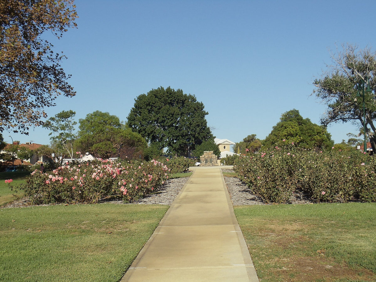 A quiet path through a rose garden in the evening light, setting the mood for a rose tea vs lotus tea comparison