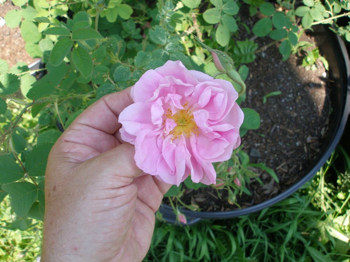 Rosa damascena, the Damask rose used to make calming rose tea