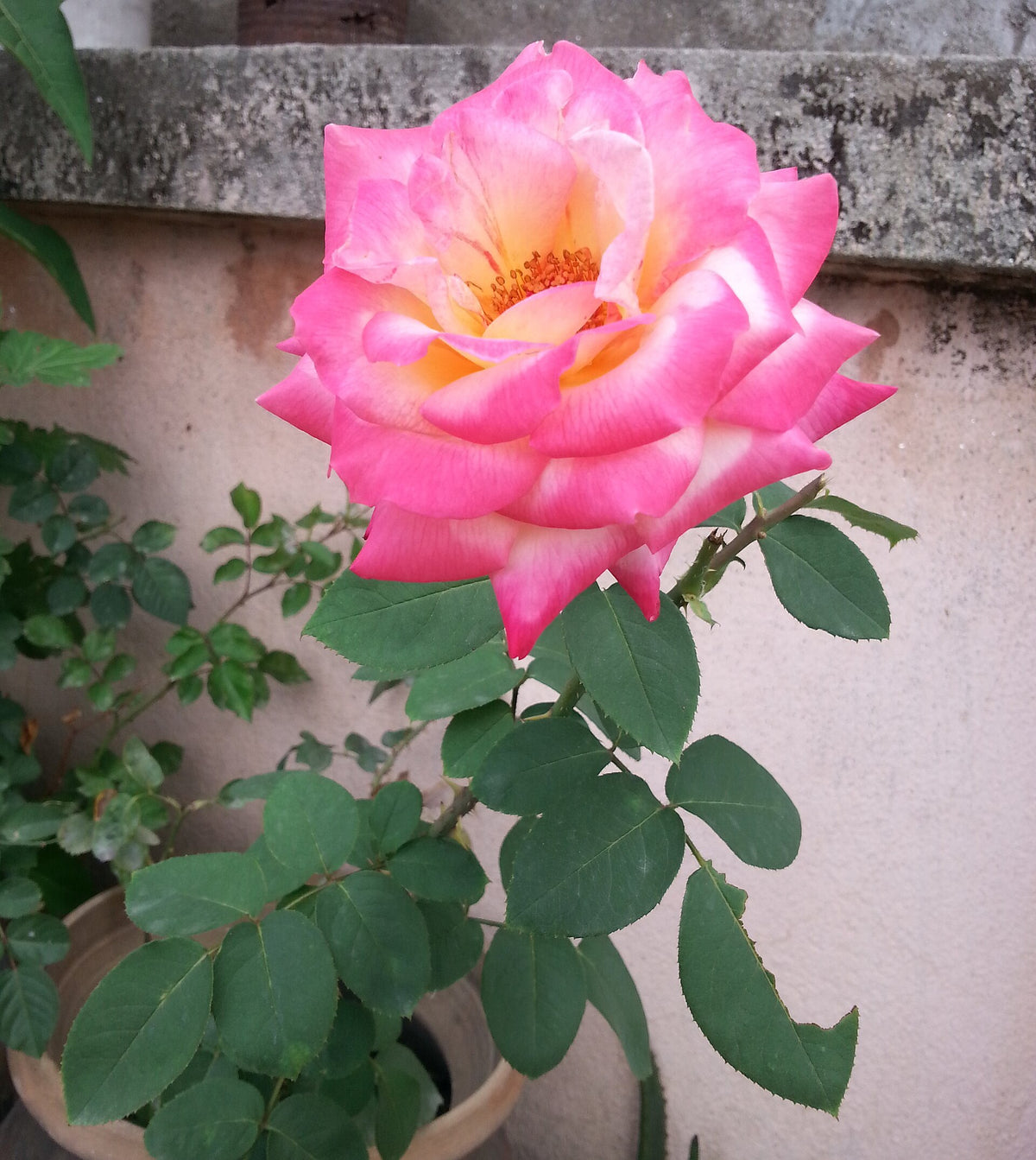 Close-up of a blooming pink damask rose used for rose petal tea