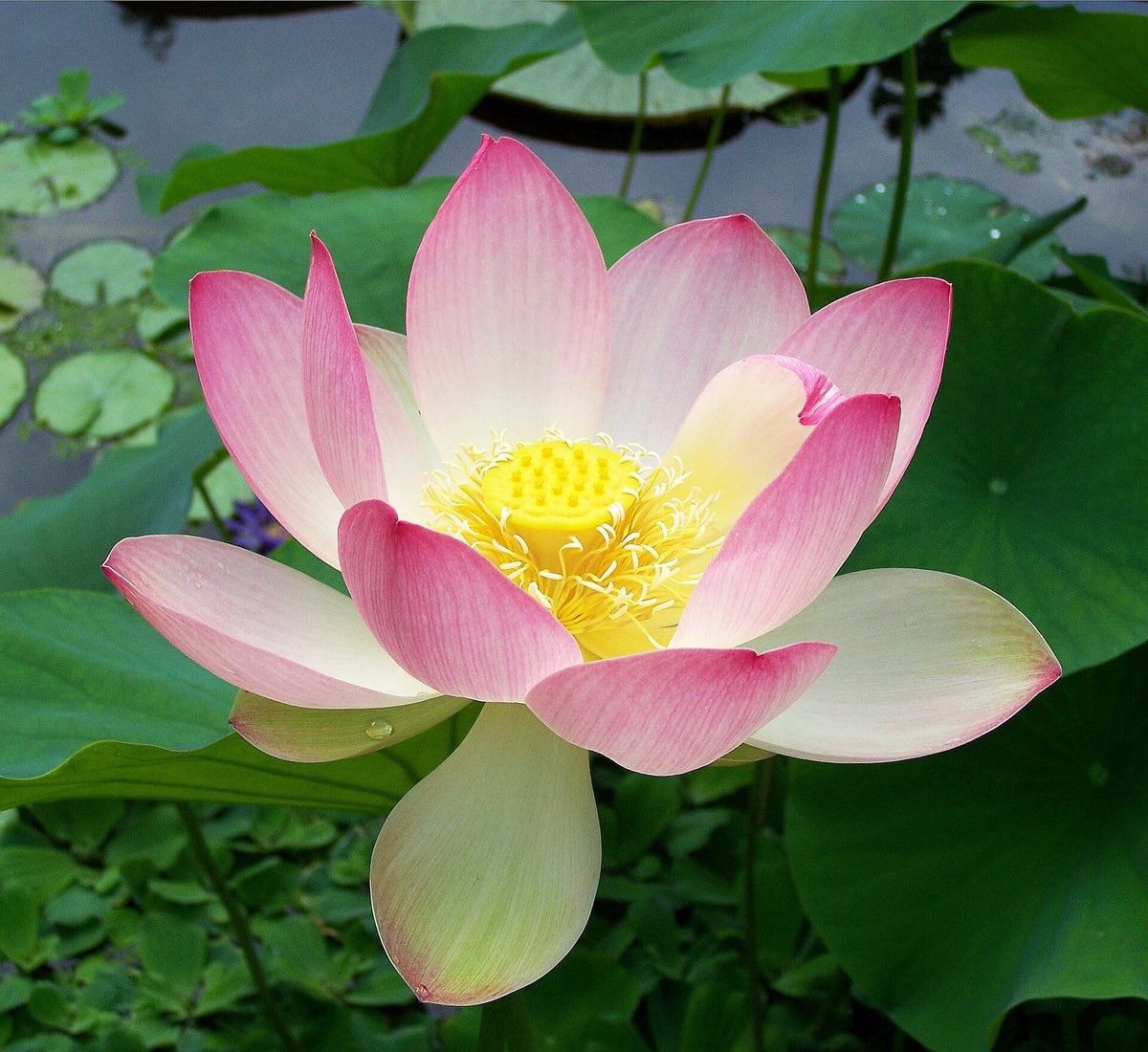 Sacred lotus, Nelumbo nucifera, the plant used to make lotus tea