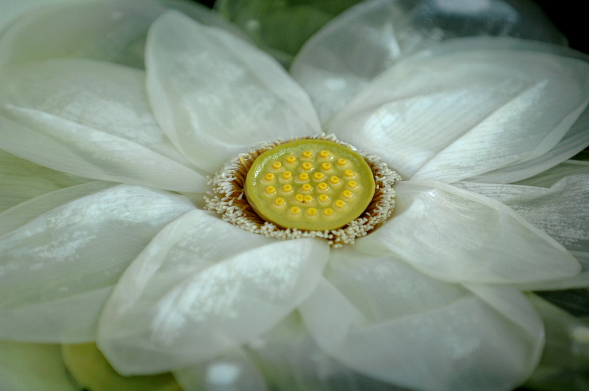 A cup of traditional lotus flower tea
