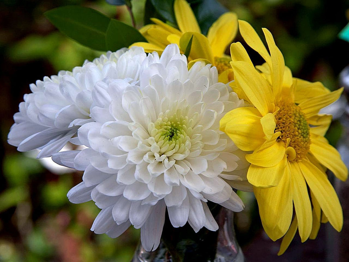 Bright yellow chrysanthemum flowers used to make caffeine-free chrysanthemum tea