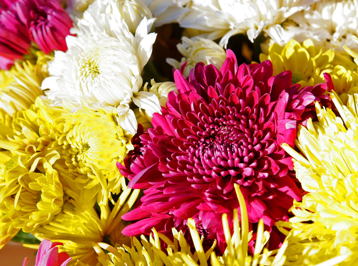 Bouquet of fresh white and yellow chrysanthemum flowers used for iced tea