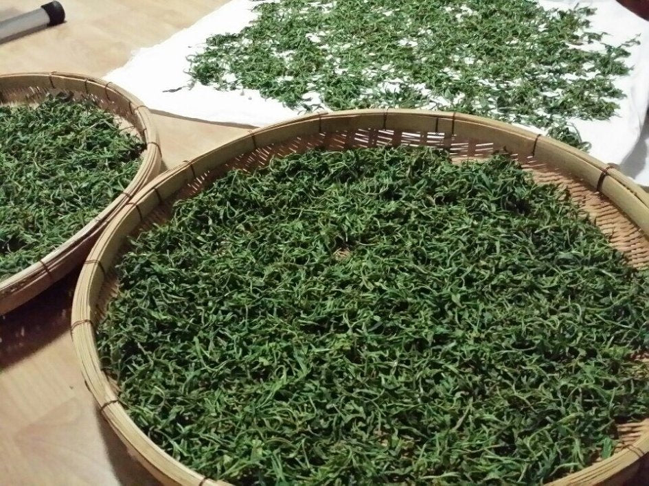 Dried green tea leaves, the source of the antioxidant catechins found in jasmine tea