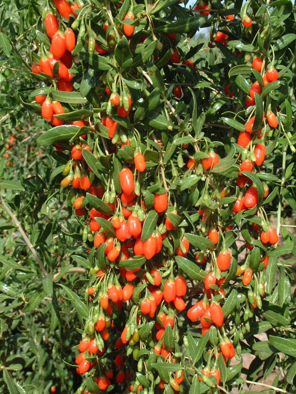 Dried goji berries, the classic pairing ingredient for chrysanthemum tea jelly and desserts