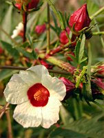 Hibiscus sabdariffa flower and calyx, the deep red plant used to make hibiscus tea