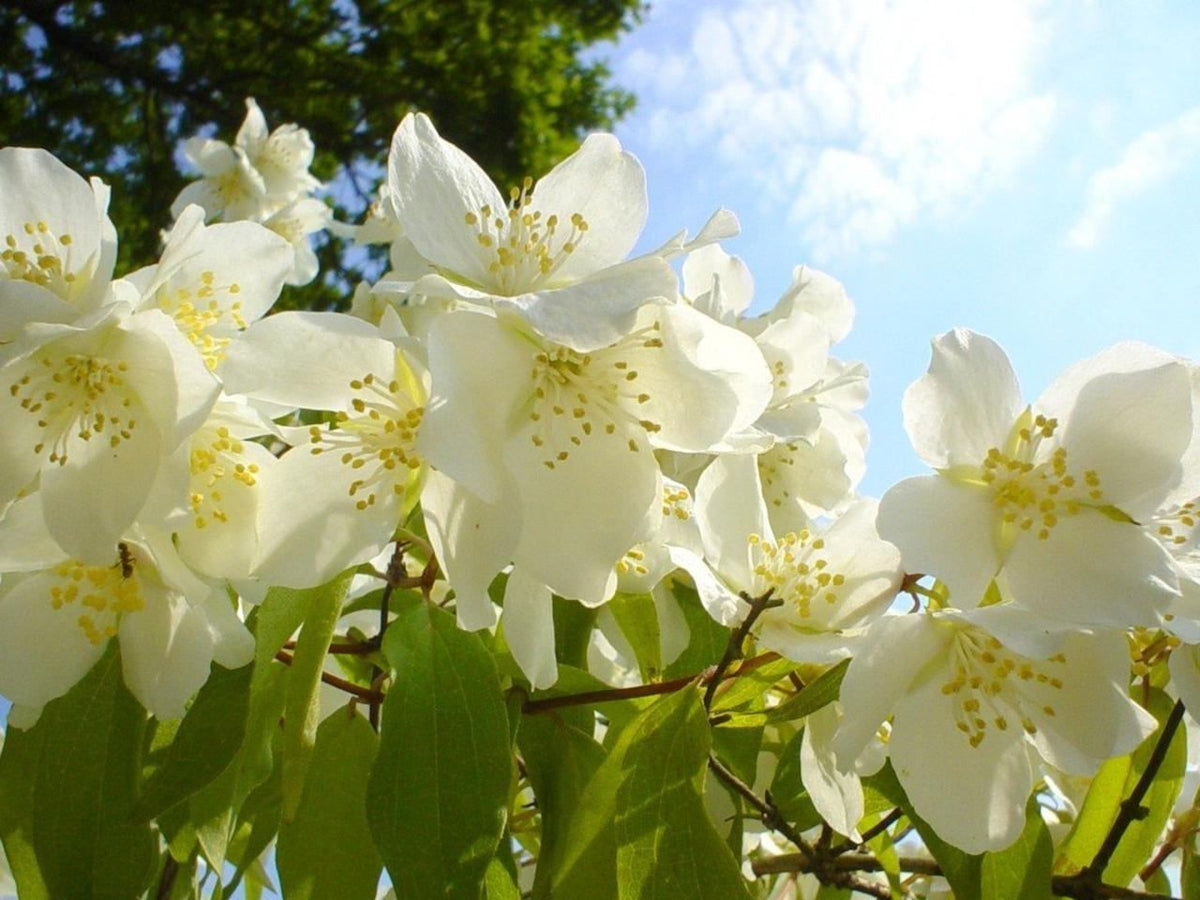 Fresh white jasmine flowers used to scent jasmine tea leaves