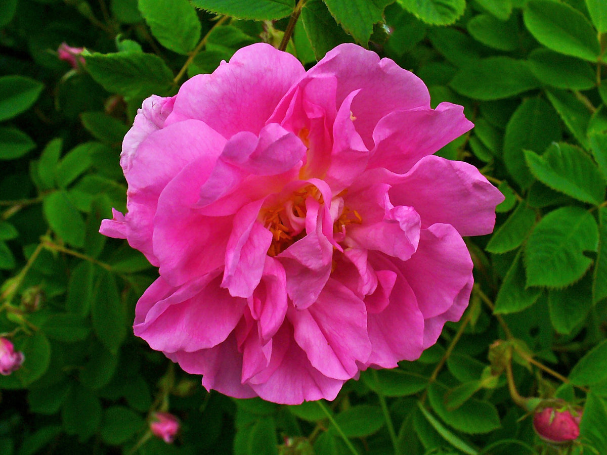 Rosa damascena, the Damask rose central to the history of Persian rosewater and rose tea