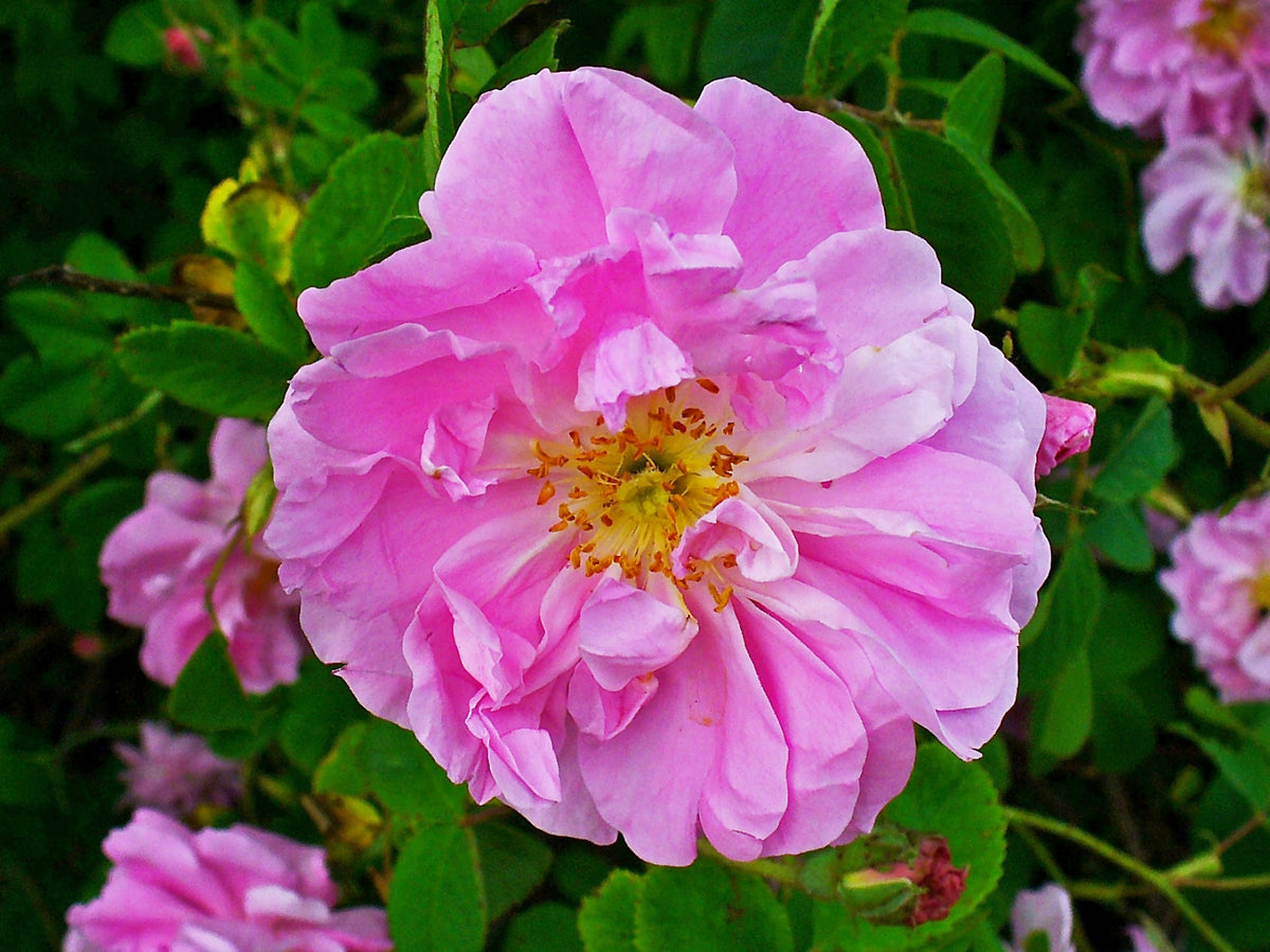 Close-up of pink Rosa damascena rose blossoms used to make rose tea